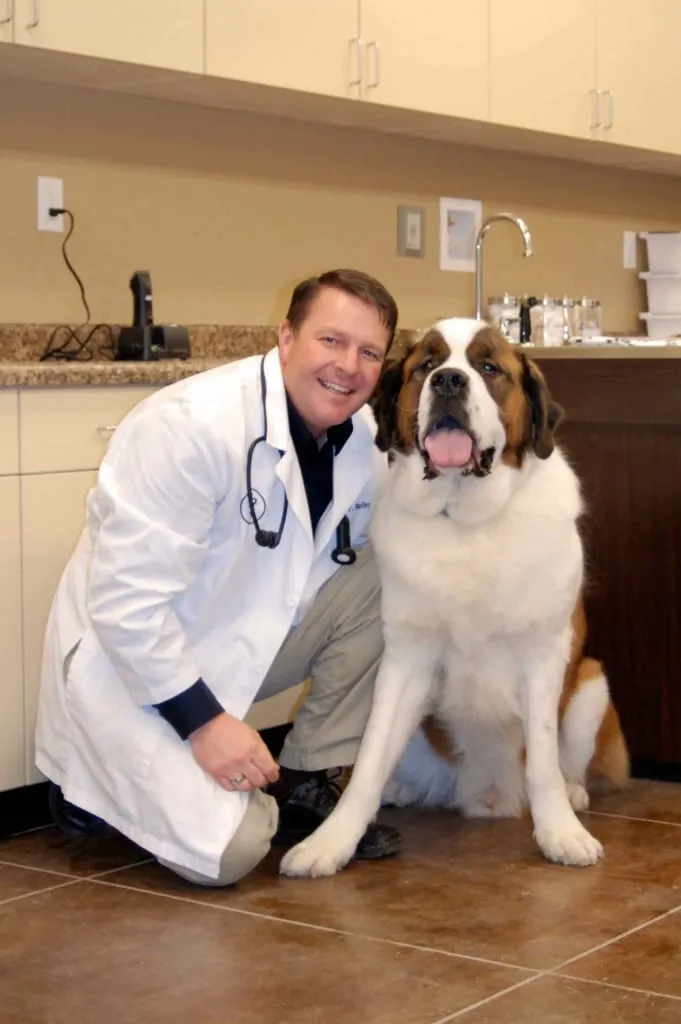 Dr. Jeffrey Bailey with a Saint Bernard at Farr West Animal Hospital