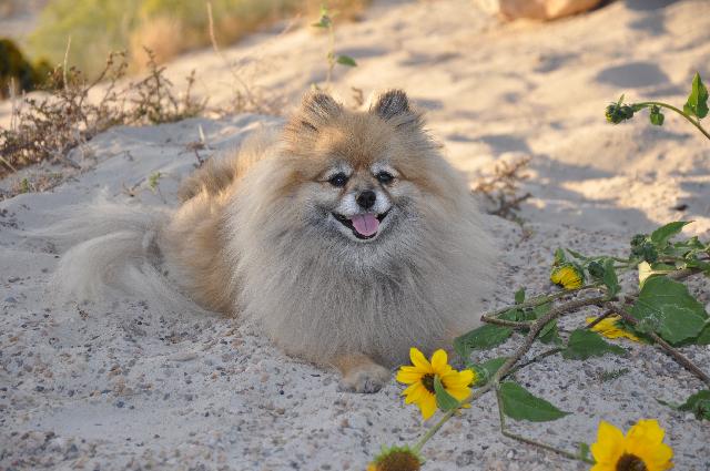 Taz in the sand!