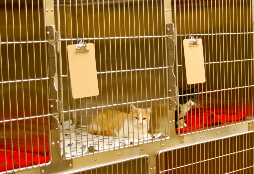 Cape Small Animal Clinic Boarding