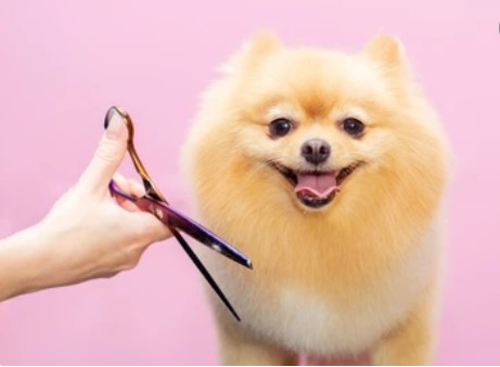 dog being groomed